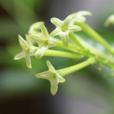 夜來香 植物